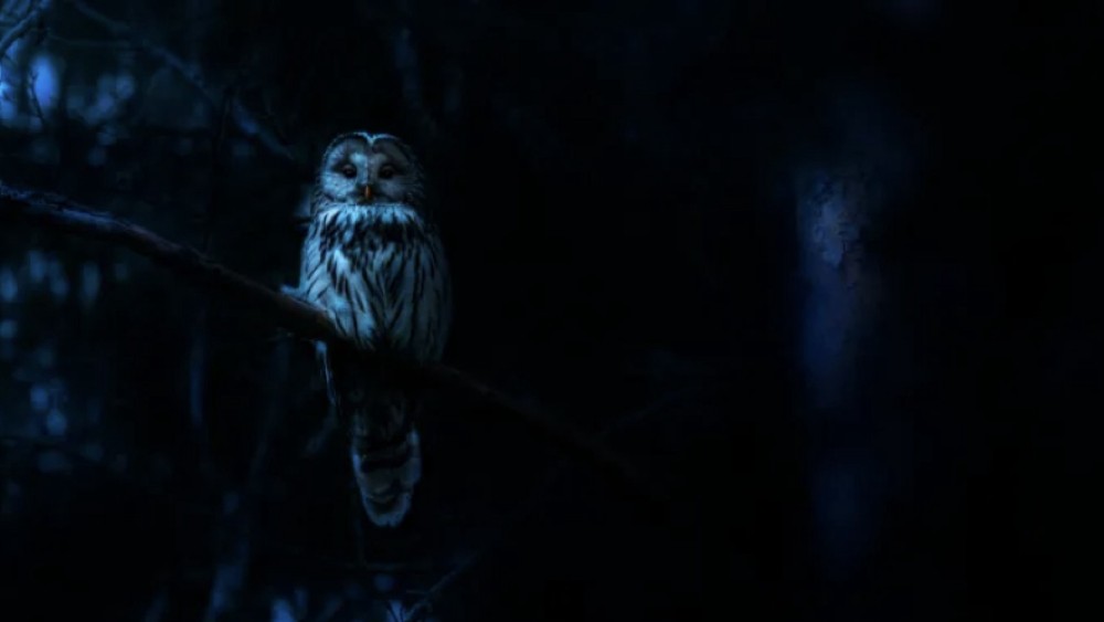 Ác Mộng Của Thiên Nhiên Nightmares of Nature