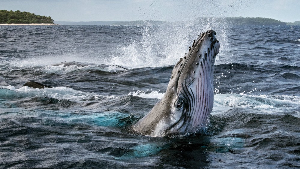 Bí Ẩn Của Loài Cá Voi Secrets of the Whales