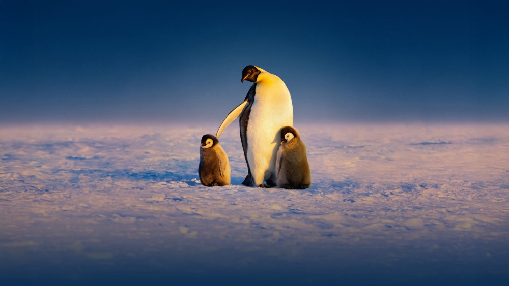 Secrets of the Penguins - Secrets of the Penguins